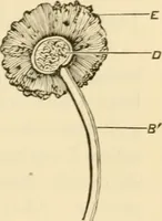 An illustration from A manual of otology / By Gorham Bacon ... With an introductory chapter by Clarence John Blake ... With 110 illustrations and a colored plate. (1898)