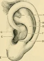 An illustration from A manual of otology / By Gorham Bacon ... With an introductory chapter by Clarence John Blake ... With 110 illustrations and a colored plate. (1898)
