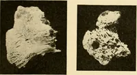 An illustration from A manual of otology / By Gorham Bacon ... With an introductory chapter by Clarence John Blake ... With 110 illustrations and a colored plate. (1898)