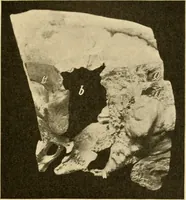 An illustration from A manual of otology / By Gorham Bacon ... With an introductory chapter by Clarence John Blake ... With 110 illustrations and a colored plate. (1898)