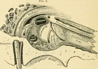 An illustration from A manual of otology / By Gorham Bacon ... With an introductory chapter by Clarence John Blake ... With 110 illustrations and a colored plate. (1898)