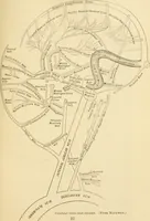 An illustration from A manual of otology / By Gorham Bacon ... With an introductory chapter by Clarence John Blake ... With 110 illustrations and a colored plate. (1898)