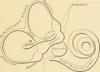 An illustration from A manual of otology / By Gorham Bacon ... With an introductory chapter by Clarence John Blake ... With 110 illustrations and a colored plate. (1898)