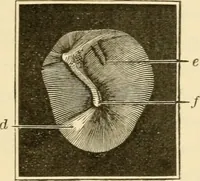 An illustration from A manual of otology / By Gorham Bacon ... With an introductory chapter by Clarence John Blake ... With 110 illustrations and a colored plate. (1898)