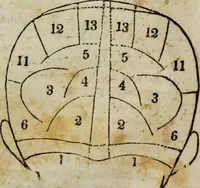 An illustration from Fowler's practical phrenology : giving a concise elementary view on phrenology; presenting some new and important remarks on the temperaments / as given by O.S. Fowler. (1850)