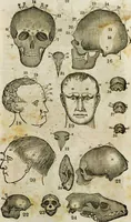 An illustration from Fowler's practical phrenology : giving a concise elementary view on phrenology; presenting some new and important remarks on the temperaments / as given by O.S. Fowler. (1850)