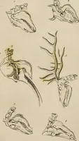 Picture 43 of 99 from Essays on physiognomy / tr. from the German of John Caspar Lavater, by Thomas Holcroft. Also one hundred physiognomical rules, taken from a posthumous work by J.C. Lavater; and a memoir of the author. (1853), leaf 402