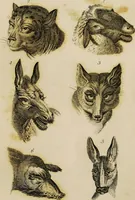 Picture 44 of 99 from Essays on physiognomy / tr. from the German of John Caspar Lavater, by Thomas Holcroft. Also one hundred physiognomical rules, taken from a posthumous work by J.C. Lavater; and a memoir of the author. (1853), leaf 411