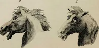 Picture 47 of 99 from Essays on physiognomy / tr. from the German of John Caspar Lavater, by Thomas Holcroft. Also one hundred physiognomical rules, taken from a posthumous work by J.C. Lavater; and a memoir of the author. (1853), leaf 420