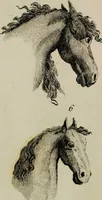 Picture 48 of 99 from Essays on physiognomy / tr. from the German of John Caspar Lavater, by Thomas Holcroft. Also one hundred physiognomical rules, taken from a posthumous work by J.C. Lavater; and a memoir of the author. (1853), leaf 420