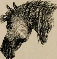Picture 49 of 99 from Essays on physiognomy / tr. from the German of John Caspar Lavater, by Thomas Holcroft. Also one hundred physiognomical rules, taken from a posthumous work by J.C. Lavater; and a memoir of the author. (1853), leaf 420