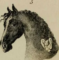 Picture 50 of 99 from Essays on physiognomy / tr. from the German of John Caspar Lavater, by Thomas Holcroft. Also one hundred physiognomical rules, taken from a posthumous work by J.C. Lavater; and a memoir of the author. (1853), leaf 420
