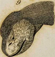 Picture 52 of 99 from Essays on physiognomy / tr. from the German of John Caspar Lavater, by Thomas Holcroft. Also one hundred physiognomical rules, taken from a posthumous work by J.C. Lavater; and a memoir of the author. (1853), leaf 427