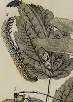 Picture 53 of 99 from Essays on physiognomy / tr. from the German of John Caspar Lavater, by Thomas Holcroft. Also one hundred physiognomical rules, taken from a posthumous work by J.C. Lavater; and a memoir of the author. (1853), leaf 427