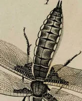 Picture 54 of 99 from Essays on physiognomy / tr. from the German of John Caspar Lavater, by Thomas Holcroft. Also one hundred physiognomical rules, taken from a posthumous work by J.C. Lavater; and a memoir of the author. (1853), leaf 427