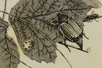 Picture 55 of 99 from Essays on physiognomy / tr. from the German of John Caspar Lavater, by Thomas Holcroft. Also one hundred physiognomical rules, taken from a posthumous work by J.C. Lavater; and a memoir of the author. (1853), leaf 427