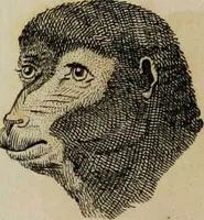 Picture 57 of 99 from Essays on physiognomy / tr. from the German of John Caspar Lavater, by Thomas Holcroft. Also one hundred physiognomical rules, taken from a posthumous work by J.C. Lavater; and a memoir of the author. (1853), leaf 435