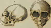 Picture 58 of 99 from Essays on physiognomy / tr. from the German of John Caspar Lavater, by Thomas Holcroft. Also one hundred physiognomical rules, taken from a posthumous work by J.C. Lavater; and a memoir of the author. (1853), leaf 435