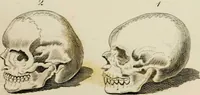Picture 62 of 99 from Essays on physiognomy / tr. from the German of John Caspar Lavater, by Thomas Holcroft. Also one hundred physiognomical rules, taken from a posthumous work by J.C. Lavater; and a memoir of the author. (1853), leaf 455