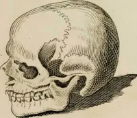 Picture 63 of 99 from Essays on physiognomy / tr. from the German of John Caspar Lavater, by Thomas Holcroft. Also one hundred physiognomical rules, taken from a posthumous work by J.C. Lavater; and a memoir of the author. (1853), leaf 455