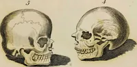 Picture 64 of 99 from Essays on physiognomy / tr. from the German of John Caspar Lavater, by Thomas Holcroft. Also one hundred physiognomical rules, taken from a posthumous work by J.C. Lavater; and a memoir of the author. (1853), leaf 455