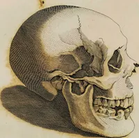 Picture 66 of 99 from Essays on physiognomy / tr. from the German of John Caspar Lavater, by Thomas Holcroft. Also one hundred physiognomical rules, taken from a posthumous work by J.C. Lavater; and a memoir of the author. (1853), leaf 461