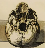 Picture 69 of 99 from Essays on physiognomy / tr. from the German of John Caspar Lavater, by Thomas Holcroft. Also one hundred physiognomical rules, taken from a posthumous work by J.C. Lavater; and a memoir of the author. (1853), leaf 468