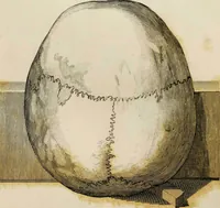 Picture 70 of 99 from Essays on physiognomy / tr. from the German of John Caspar Lavater, by Thomas Holcroft. Also one hundred physiognomical rules, taken from a posthumous work by J.C. Lavater; and a memoir of the author. (1853), leaf 470