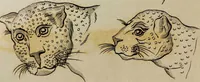 Picture 91 of 99 from Essays on physiognomy / tr. from the German of John Caspar Lavater, by Thomas Holcroft. Also one hundred physiognomical rules, taken from a posthumous work by J.C. Lavater; and a memoir of the author. (1853), leaf 703