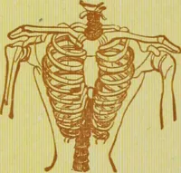 An illustration from Ladies' guide in health and disease : girlhood, maidenhood, wifehood, motherhood / by J.H. Kellogg. (1892)