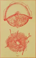 An illustration from Ladies' guide in health and disease : girlhood, maidenhood, wifehood, motherhood / by J.H. Kellogg. (1892)