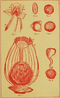 An illustration from Ladies' guide in health and disease : girlhood, maidenhood, wifehood, motherhood / by J.H. Kellogg. (1892)