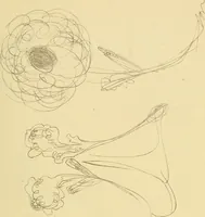 An illustration from Mary Jane, or, spiritualism chemically explained, with spirit drawings / also essays by, and ideas (perhaps erroneous) of "a child at school." (1863)