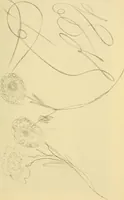 An illustration from Mary Jane, or, spiritualism chemically explained, with spirit drawings / also essays by, and ideas (perhaps erroneous) of "a child at school." (1863)