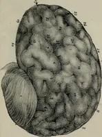 An illustration from Lettres Camille sur la physiologie de l'homme : exposition prise des phomes de la vie / par Isidore Bourdon. (1834)