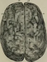 An illustration from Lettres Camille sur la physiologie de l'homme : exposition prise des phomes de la vie / par Isidore Bourdon. (1834)