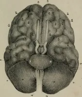 An illustration from Lettres Camille sur la physiologie de l'homme : exposition prise des phomes de la vie / par Isidore Bourdon. (1834)