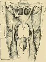 An illustration from Diseases of the nose and throat / by J. Price-Brown ; ill. with 159 engravings, including 6 full-page color-plates and 9 color-cuts in the text, many of them original. (1900)