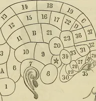 Picture 3 of 5 from The phrenological delineator : A compendium of phrenology; including recent discoveries in relation to the brain, temperaments, and other conditions of body which affect mentality. Together with a chart of the phrenological developments ... / By D.P. Butler. (1858), leaf 40