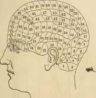 An illustration from The phrenological delineator : A compendium of phrenology; including recent discoveries in relation to the brain, temperaments, and other conditions of body which affect mentality. Together with a chart of the phrenological developments ... / By D.P. Butler. (1858)