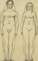 An illustration from The phrenological delineator : A compendium of phrenology; including recent discoveries in relation to the brain, temperaments, and other conditions of body which affect mentality. Together with a chart of the phrenological developments ... / By D.P. Butler. (1858)