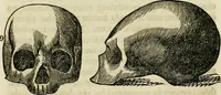 An illustration from Elements of phrenology / By George Combe. From the fifth Edinburgh improved and enlarged edition. With illustrations. (1846)