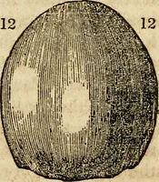 An illustration from Elements of phrenology / By George Combe. From the fifth Edinburgh improved and enlarged edition. With illustrations. (1846)