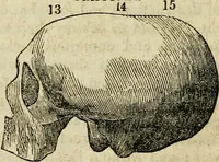 An illustration from Elements of phrenology / By George Combe. From the fifth Edinburgh improved and enlarged edition. With illustrations. (1846)