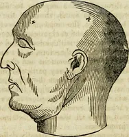 An illustration from Elements of phrenology / By George Combe. From the fifth Edinburgh improved and enlarged edition. With illustrations. (1846)