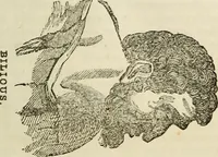 An illustration from Elements of phrenology / By George Combe. From the fifth Edinburgh improved and enlarged edition. With illustrations. (1846)