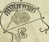An illustration from Elements of phrenology / By George Combe. From the fifth Edinburgh improved and enlarged edition. With illustrations. (1846)