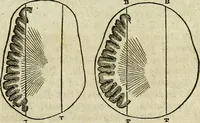 An illustration from Elements of phrenology / By George Combe. From the fifth Edinburgh improved and enlarged edition. With illustrations. (1846)