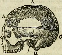 An illustration from Elements of phrenology / By George Combe. From the fifth Edinburgh improved and enlarged edition. With illustrations. (1846)