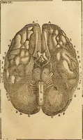 An illustration from Elements of phrenology / By George Combe. From the fifth Edinburgh improved and enlarged edition. With illustrations. (1846)